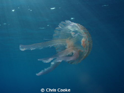 free swimming jelly cone by Chris Cooke 